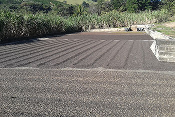 Foto - Produção Café